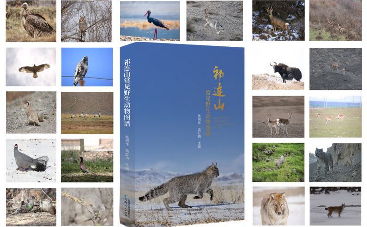 《祁连山常见野生动物图谱》正式出版，全景展现祁连山生态宝库动物多样性